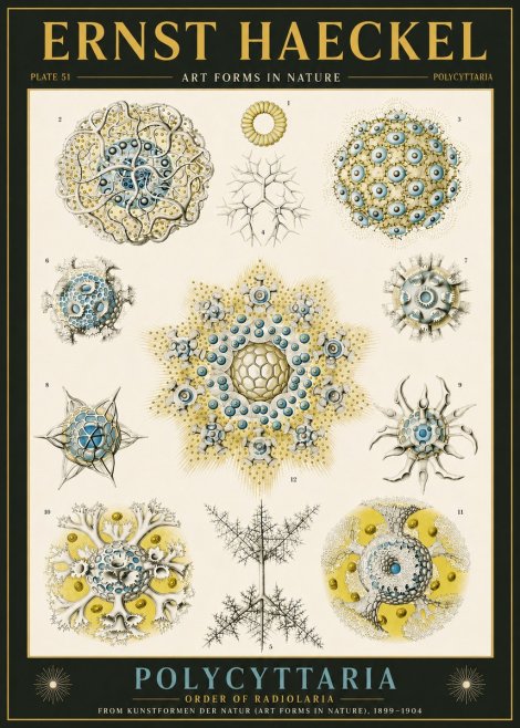 Ernst Haeckel Polycyttaria – Order of Radiolaria No6 - Póster