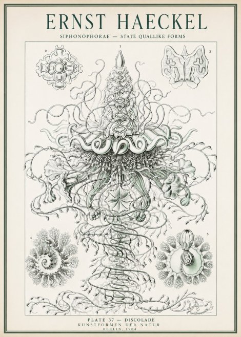 Ernst Haeckel Siphonophorae – State Quallike Forms No1 - Póster