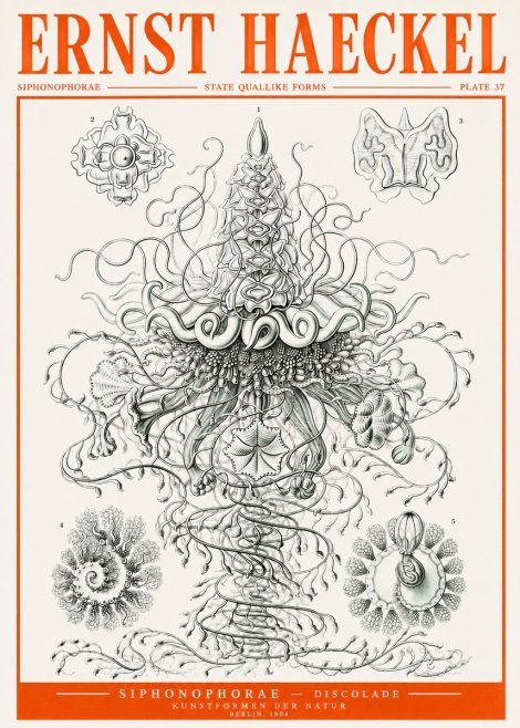 Ernst Haeckel Siphonophorae – State Quallike Forms No2 - Póster