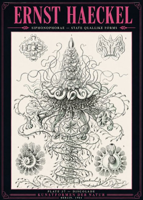 Ernst Haeckel Siphonophorae – State Quallike Forms No3 - Póster