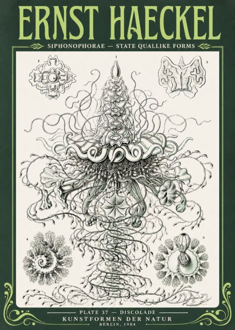 Ernst Haeckel Siphonophorae – State Quallike Forms No4 - Póster