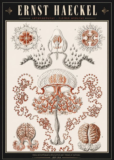 Ernst Haeckel Anthomedusae. Flower Medusae. No3 - Póster