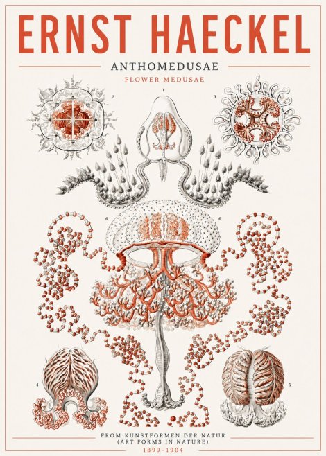 Ernst Haeckel Anthomedusae. Flower Medusae. No5 - Póster