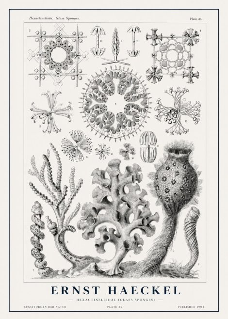 Ernst Haeckel Hexactinellida. Glass Sponges. No1 - Póster
