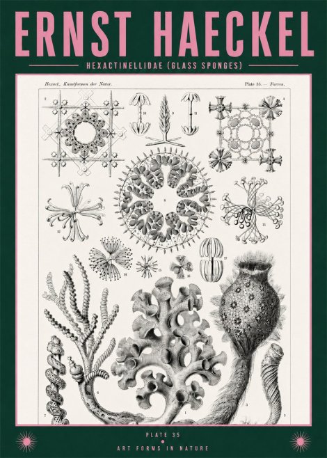 Ernst Haeckel Hexactinellida. Glass Sponges. No2 - Póster