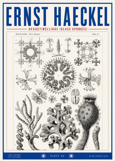 Ernst Haeckel Hexactinellida. Glass Sponges. No3 - Póster