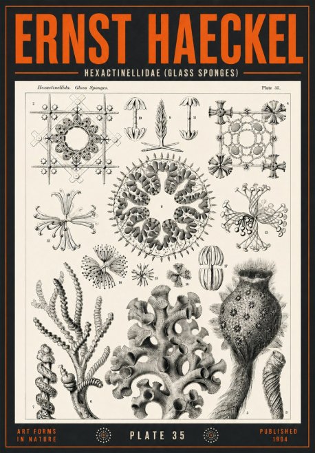 Ernst Haeckel Hexactinellida. Glass Sponges. No4 - Póster