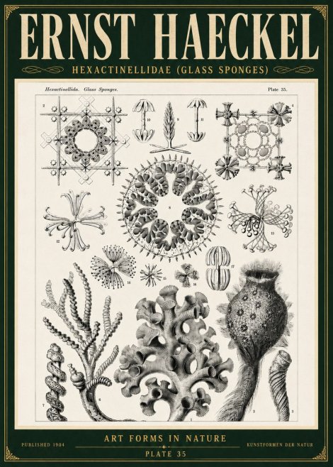 Ernst Haeckel Hexactinellida. Glass Sponges. No5 - Póster