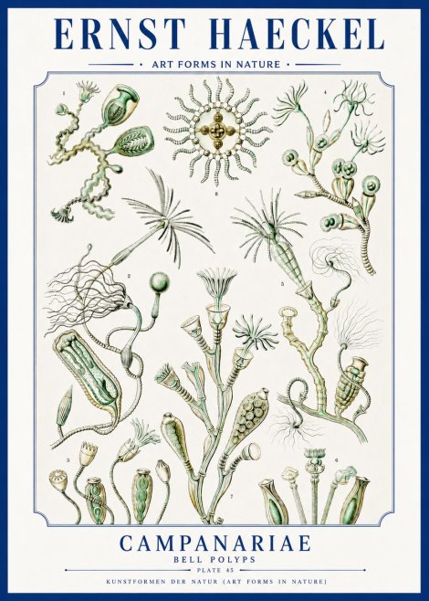 Ernst Haeckel Campanariae – Bell Polyps No3 - Póster