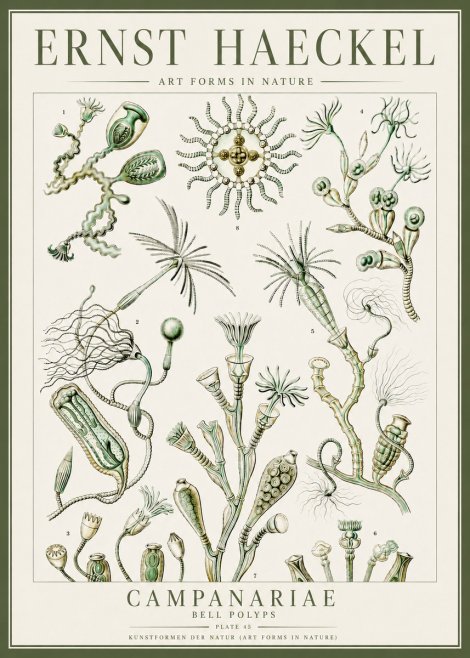 Ernst Haeckel Campanariae – Bell Polyps No4 - Póster