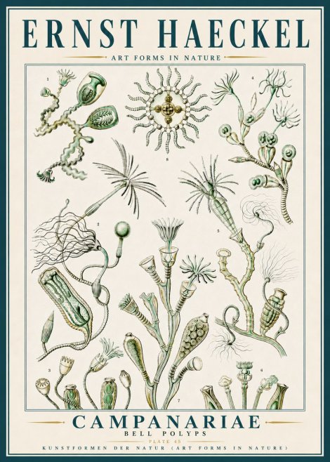 Ernst Haeckel Campanariae – Bell Polyps No5 - Póster