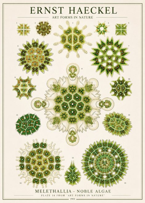 Ernst Haeckel Melethallia - Noble Algae No1 - Póster
