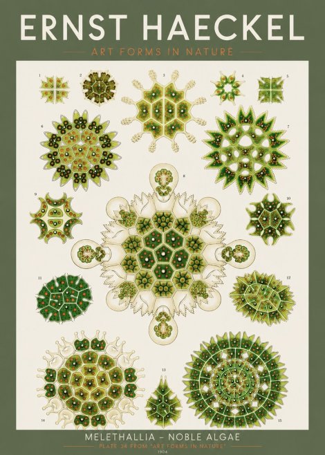 Ernst Haeckel Melethallia - Noble Algae No2 - Póster