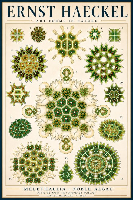 Ernst Haeckel Melethallia - Noble Algae No3 - Póster