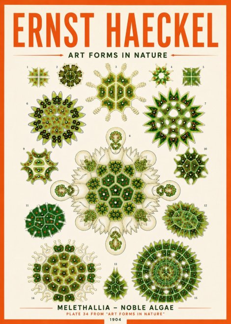 Ernst Haeckel Melethallia - Noble Algae No5 - Póster