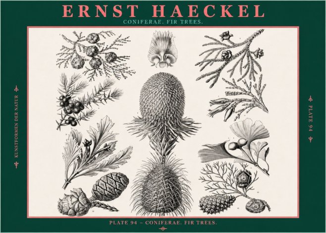 Ernst Haeckel Coniferae. Fir Trees. No2 - Póster