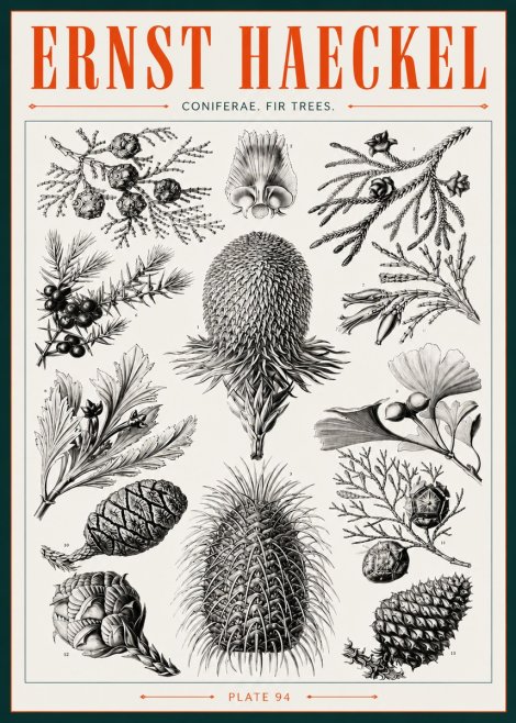 Ernst Haeckel Coniferae. Fir Trees. No3 - Póster
