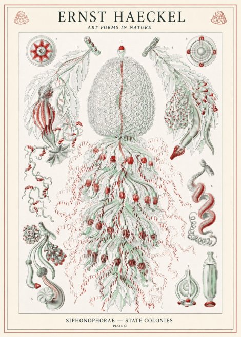 Ernst Haeckel Siphonophorae - State Colonies No1 - Póster