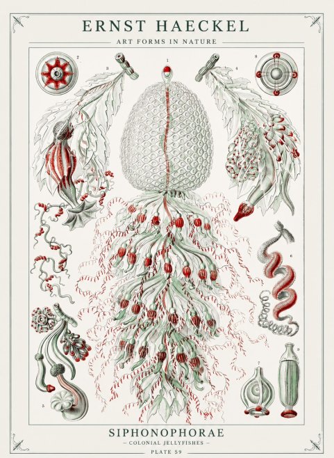 Ernst Haeckel Siphonophorae - State Colonies No3 - Póster