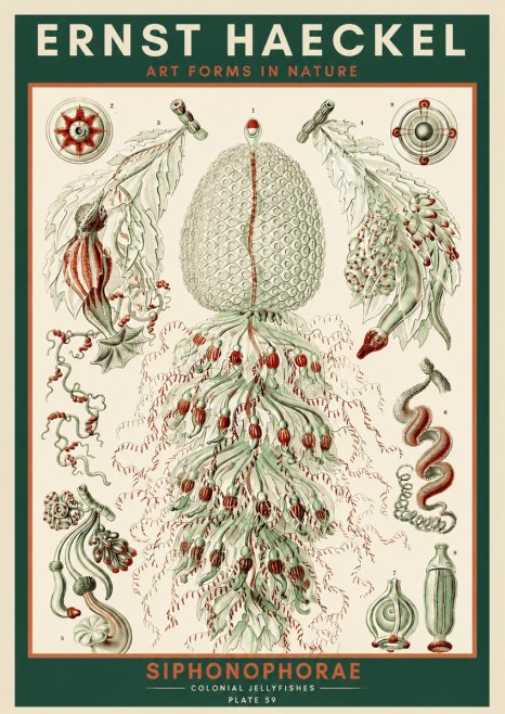 Ernst Haeckel Siphonophorae - State Colonies No4 - Póster