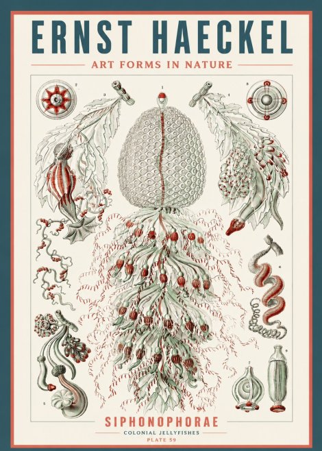 Ernst Haeckel Siphonophorae - State Colonies No5 - Póster