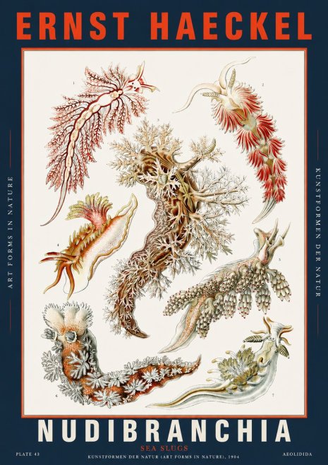 Ernst Haeckel Nudibranchia – Sea Slugs No5 - Póster