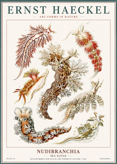 Ernst Haeckel Nudibranchia – Sea Slugs No6 - Póster