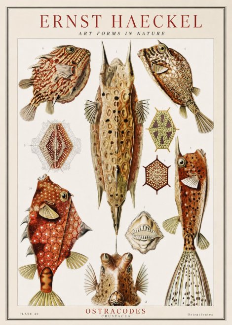 Ernst Haeckel Ostracodes Crustacea No1 - Póster