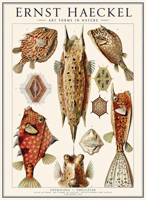 Ernst Haeckel Ostracodes Crustacea No3 - Póster