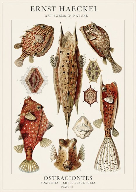 Ernst Haeckel Ostracodes Crustacea No4 - Póster