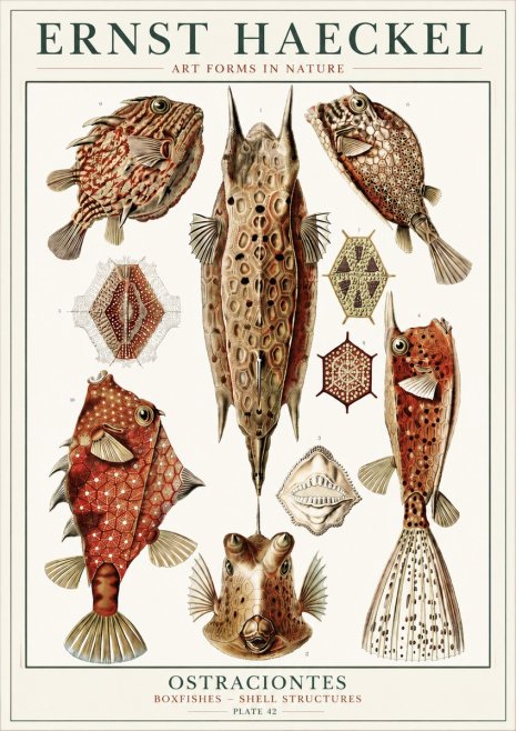 Ernst Haeckel Ostracodes Crustacea No6 - Póster