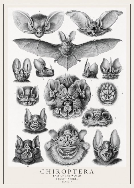 Ernst Haeckel Chiroptera Bats No2 - Póster