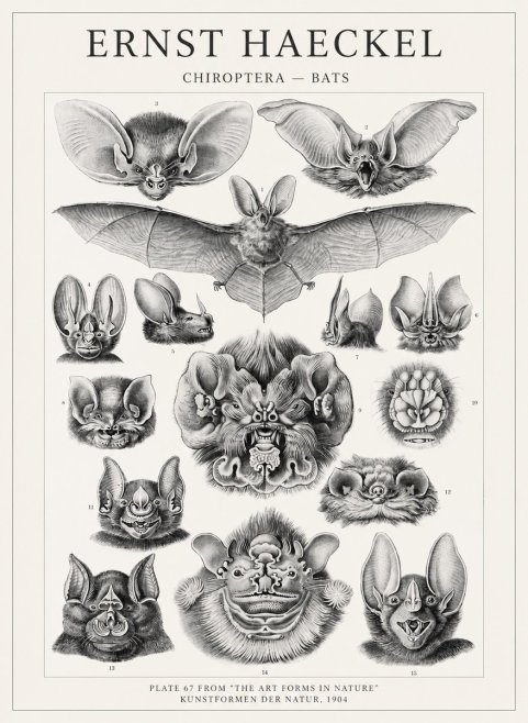 Ernst Haeckel Chiroptera Bats No4 - Póster