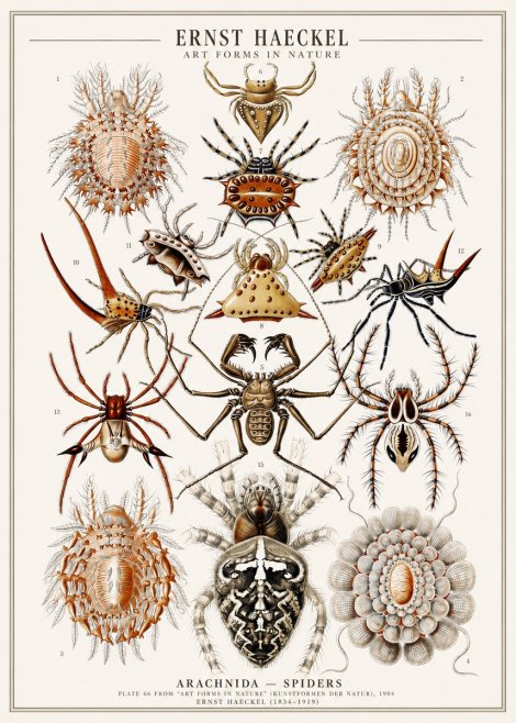 Ernst Haeckel Arachnida — Spiders No1 - Póster