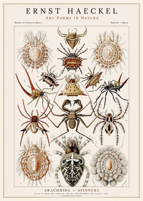 Ernst Haeckel Arachnida — Spiders No3 - Póster