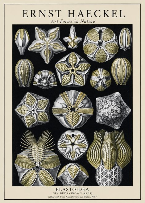 Ernst Haeckel Blastoidea Sea Buds (Snowflakes) No1 - Póster