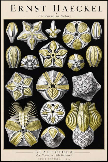 Ernst Haeckel Blastoidea Sea Buds (Snowflakes) No3 - Póster