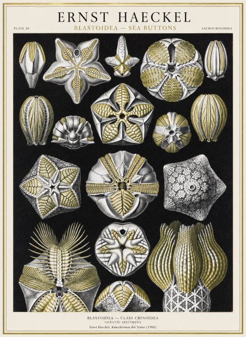 Ernst Haeckel Blastoidea Sea Buds (Snowflakes) No4 - Póster