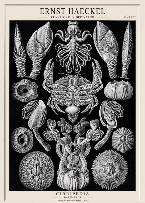 Ernst Haeckel Cirripedia Barnacles No1 - Póster