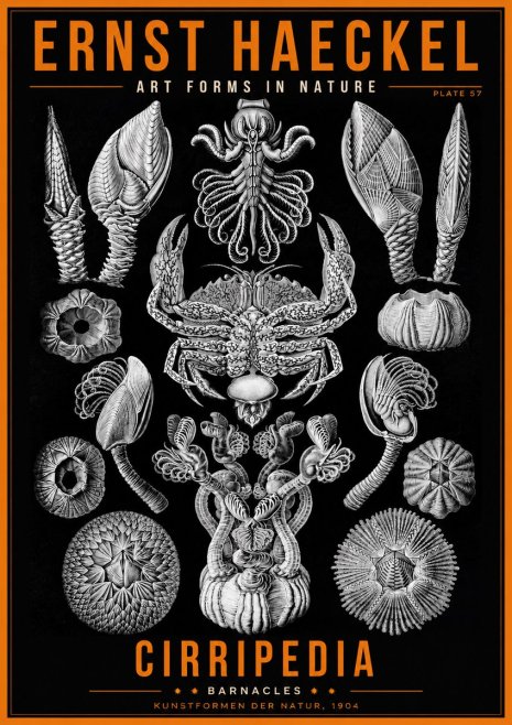 Ernst Haeckel Cirripedia Barnacles No2 - Póster
