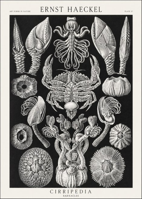 Ernst Haeckel Cirripedia Barnacles No3 - Póster