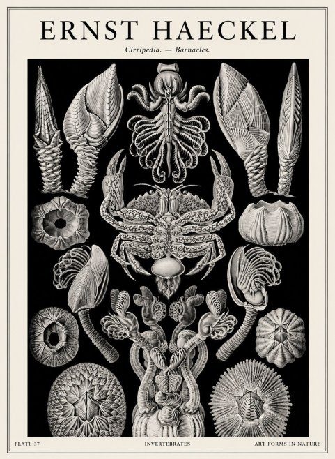 Ernst Haeckel Cirripedia Barnacles No4 - Póster