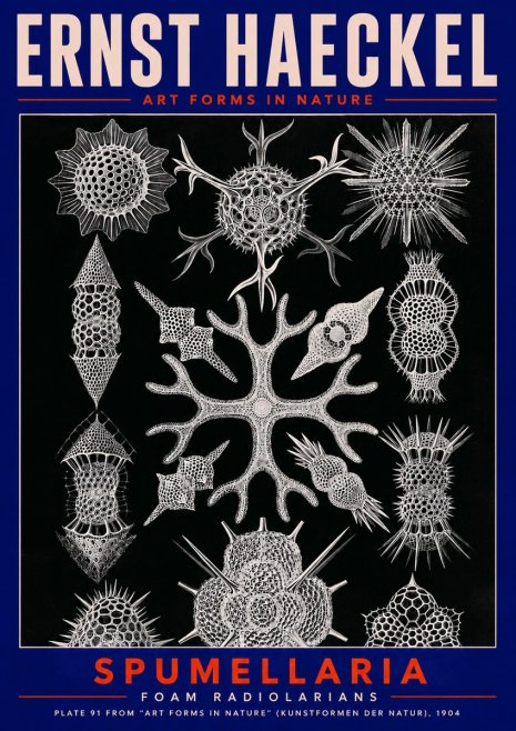 Ernst Haeckel Spumellaria No2 - Póster