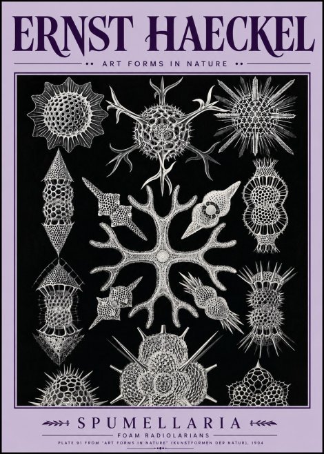 Ernst Haeckel Spumellaria No5 - Póster