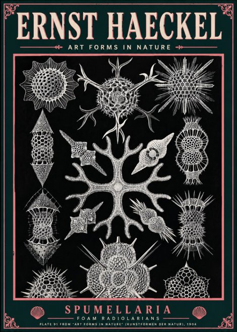 Ernst Haeckel Spumellaria No6 - Póster