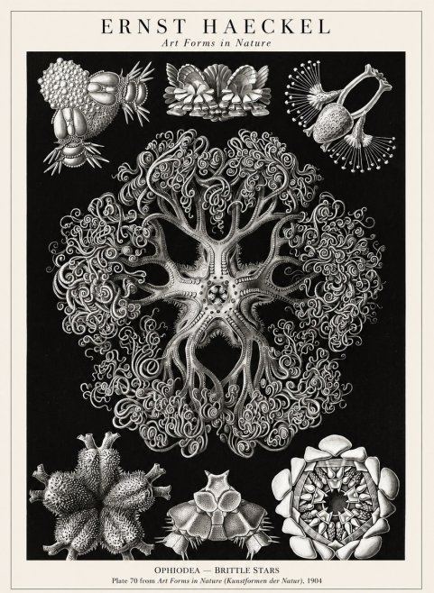 Ernst Haeckel Ophiodea - Brittle Stars II No1 - Póster