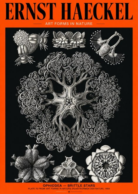 Ernst Haeckel Ophiodea - Brittle Stars II No2 - Póster