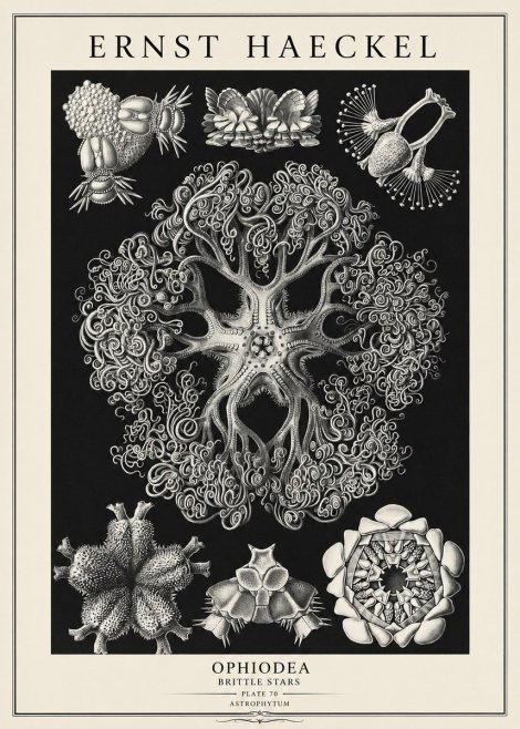 Ernst Haeckel Ophiodea - Brittle Stars II No3 - Póster