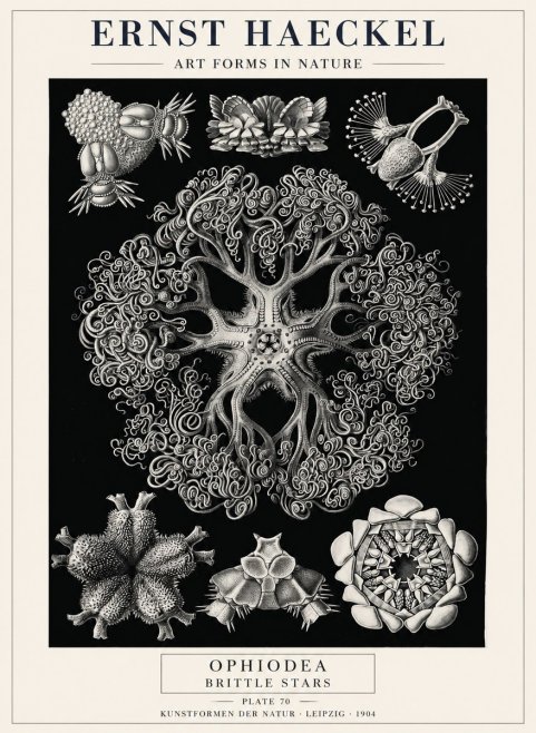 Ernst Haeckel Ophiodea - Brittle Stars II No4 - Póster