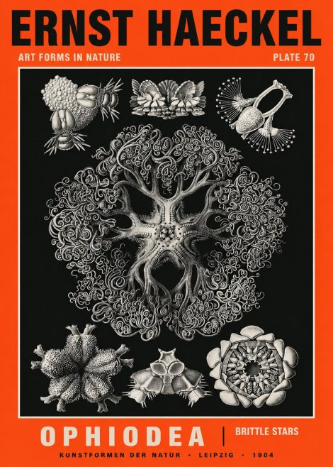 Ernst Haeckel Ophiodea - Brittle Stars II No5 - Póster